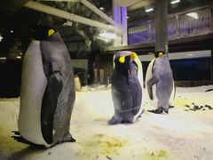 -悉尼海洋生物水族馆