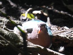 -悉尼蓝山三姐妹峰
