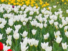 -长春公园(普阳街道)