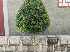 -达濠古城