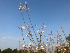 -九里河湿地公园