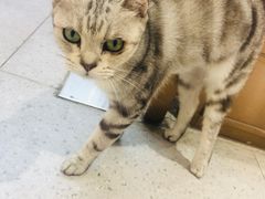 -FAELING PETS美天灵宠物(富力广场店)