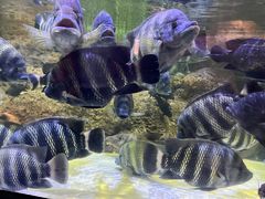 -上海海洋水族馆