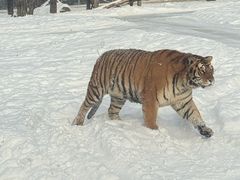 -横道河子东北虎林园
