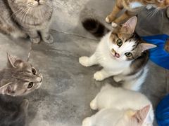 -楼上猫咖(罗湖店)