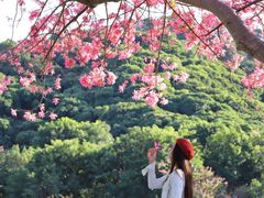 -风云岭森林公园