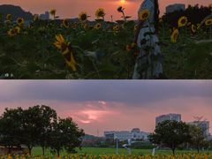 -光明小镇欢乐田园