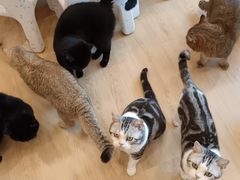 -有喵·猫咖·狗咖·30几只猫10只小狗(岗厦店)