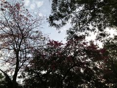 -东莞观音山旅游风景区