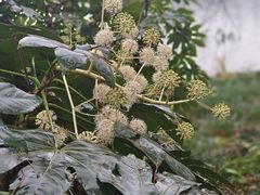 -茅家埠
