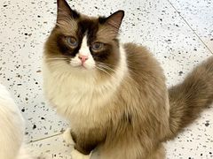 -猫域·湾主题猫咖·宠物吧(南坪城市广场店)