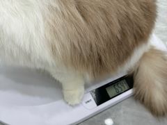 -爱洗澡的猫(天河路店)