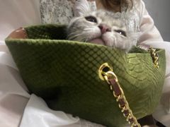 -小伙伴宠物医院•急重症转诊中心·老年专科·犬猫全科(北大街总院)