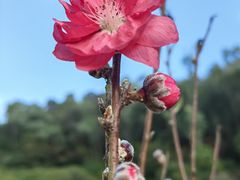 -莲花山公园