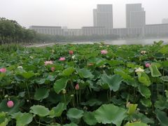 -尚贤河湿地