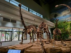 -自贡恐龙博物馆