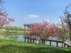 -洋湖国家湿地公园