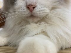 -楼上猫咖(罗湖店)
