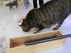 -喵园·猫主题咖啡厅·撸猫·猫咖(国贸店)