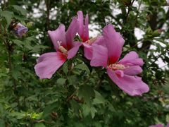 -大兴滨河森林公园