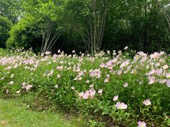 -昆山城市生态森林公园