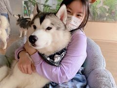 -Husky Go! 哈士奇体验馆·宠物咖啡厅狗咖