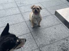 -宠物星动物医院·眼科·异宠·猫科(江南大道总院)