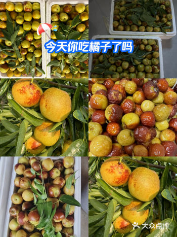 #0元玩转这座城沾化冬枣，山东省滨州市沾化区特产