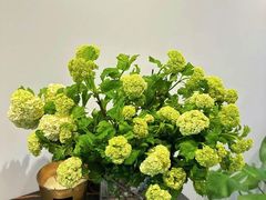 -循礼门鲜花花市(武汉循礼门店)