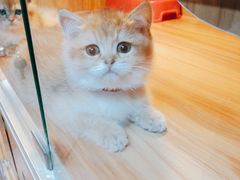 -猫十亿·布偶金渐层·曼基康矮脚猫舍(青年路店)