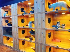 -猫十亿·布偶金渐层·曼基康矮脚猫舍(青年路店)
