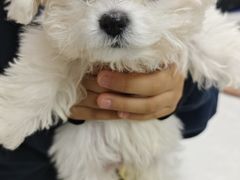 -中农国际动物医院24小时·猫科·骨科·急重症中心