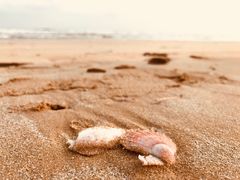 -大锅强·蒸海鲜青岛菜(吾悦广场店)