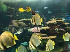 -瑞普利水族馆