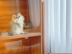 -猫十亿·布偶金渐层·曼基康矮脚猫舍(青年路店)