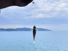 -深圳海钓·深圳钓鱼·拓展聚会鱼排