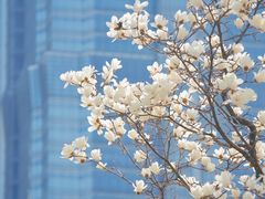 -陆家嘴中心绿地