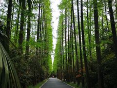 -东平国家森林公园