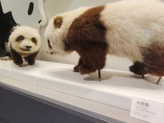 -四川大学博物馆