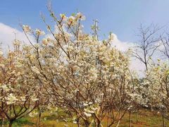 -天适樱花悠乐园