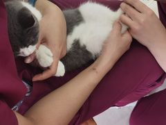 -瑞鹏宠物医院·骨科·猫科·内科(第一中心)