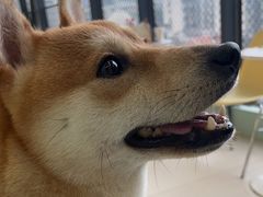 -怪兽屋·羊驼·猫咖·狗咖(俊华广场店)