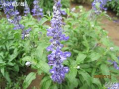 -紫海香堤香草艺术庄园