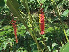 -西双版纳原始森林公园