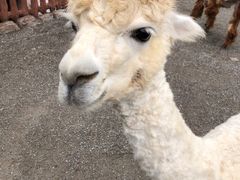 -野生动物园-停车场