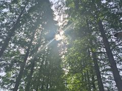 -黄海国家森林公园