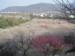 -香雪海