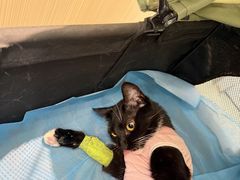 -瑞派·关忠动物医院·猫专科·犬专科(三环新城店)