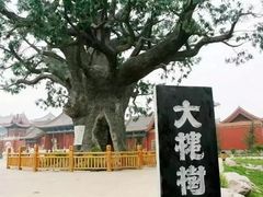-大槐树寻根祭祖园