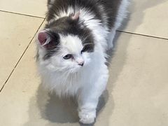 -怪兽屋·羊驼·猫咖·狗咖(俊华广场店)